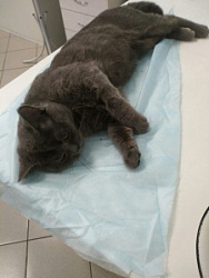 Кастрация кота